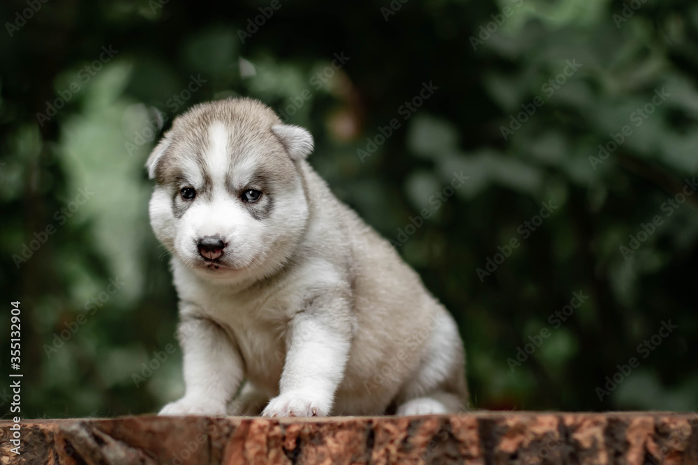 One Little cute puppy of Siberian husky dog outdoors One Little cute puppy of Siberian husky dog outdoors