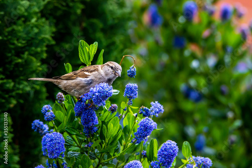 Wild life photography with birds at the back garden