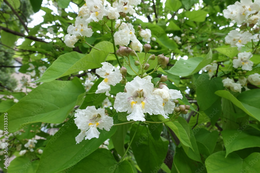 Closed buds and opened white flowers of catalpa in June Closed buds and opened white flowers of catalpa in June