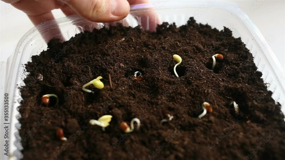 Planted seedlings in a container with earth close-up. The container moves in the frame, real time, contains people, planting plants. Planted seedlings in a container with earth close-up. The container moves in the frame, real time, contains people, planting plants.