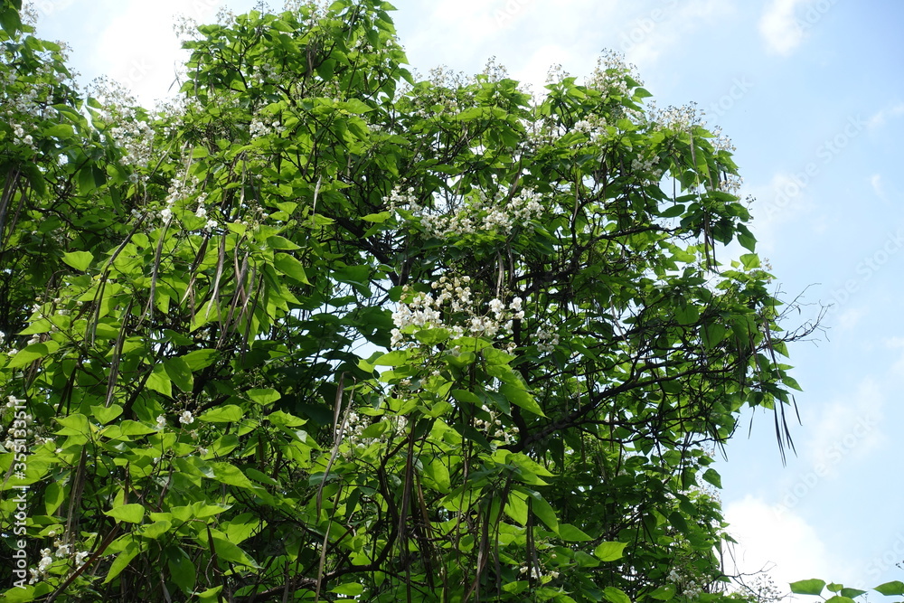 Fototapeta premium Crown of blossoming catalpa tree in June