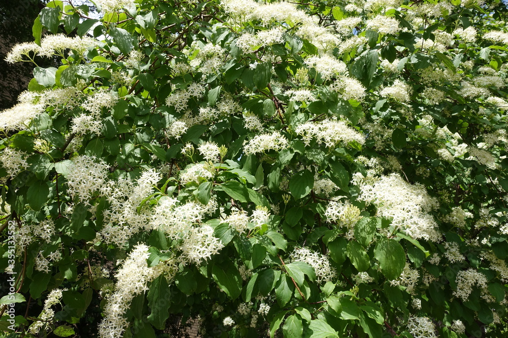 A lot of creamy white flowers of common dogwood in May A lot of creamy white flowers of common dogwood in May