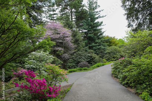 View of footpath through Azalea garden in the park.  Highland park, Rochester, New York