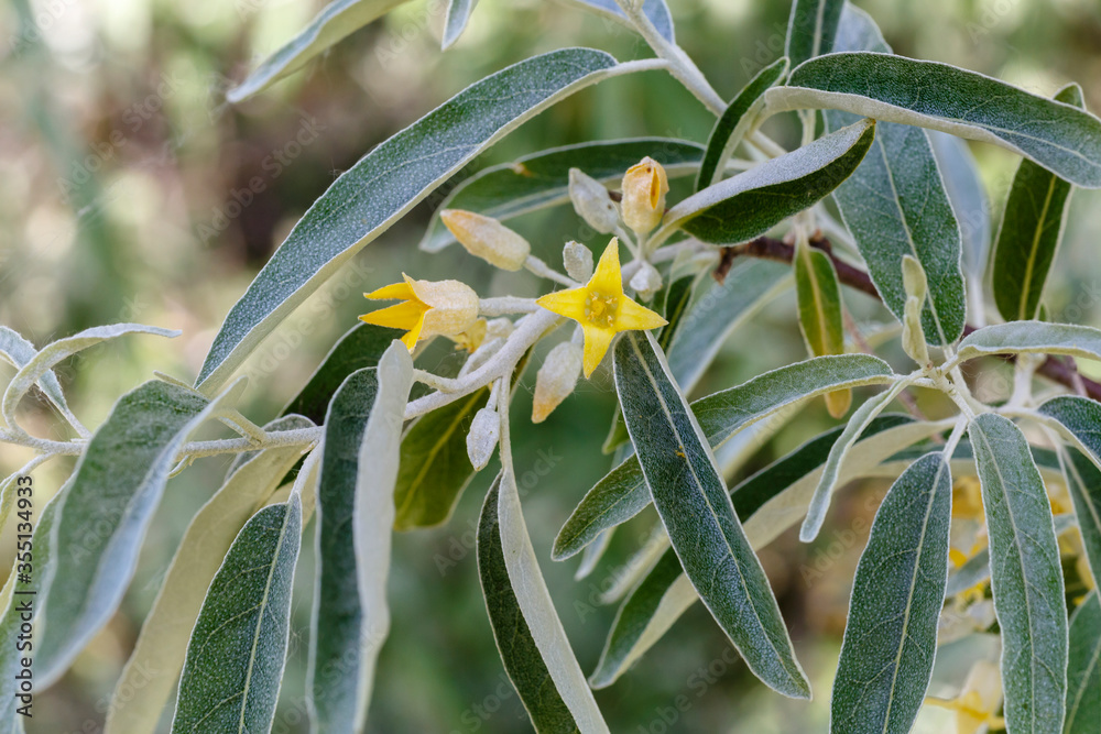 Elaeagnus angustifolia. Rama del Árbol del Paraíso con hojas y flores..  Stock Photo | Adobe Stock