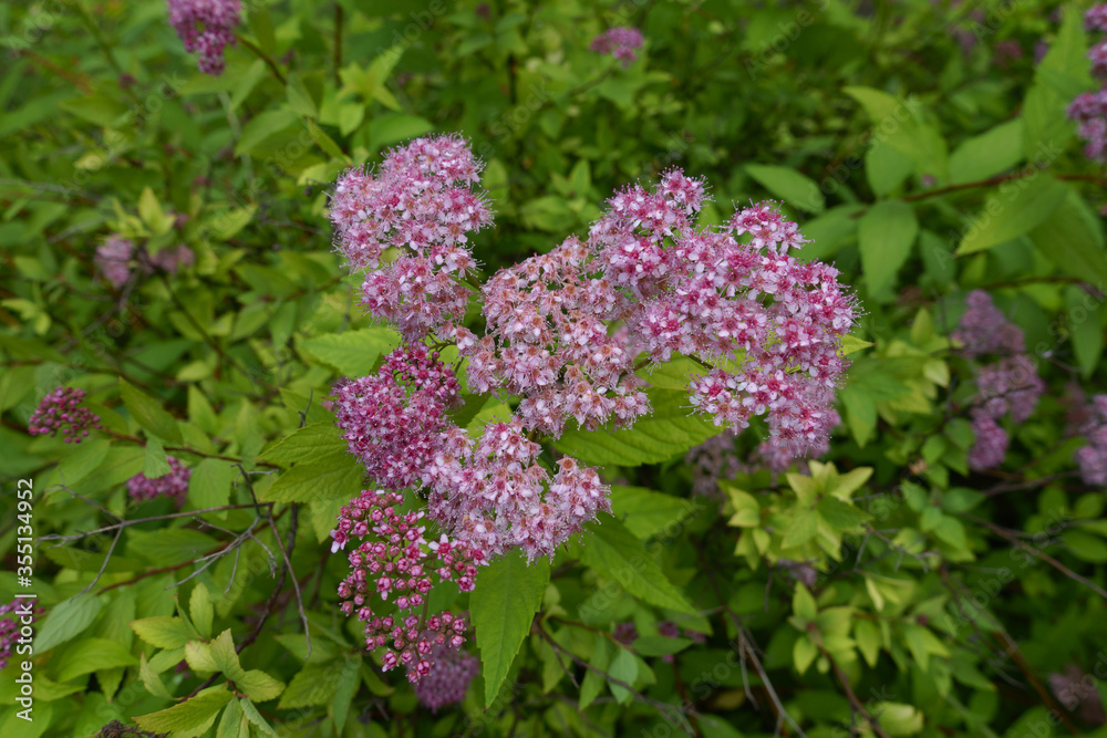 Buds and pink flowers of Japanese meadowsweet in June Buds and pink flowers of Japanese meadowsweet in June