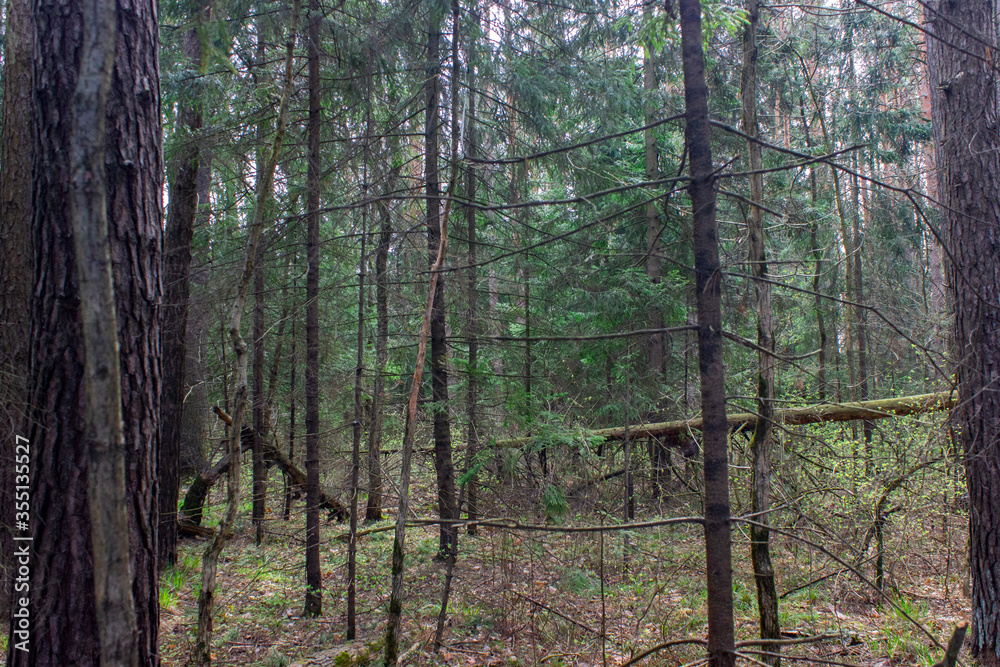 Obraz premium trees in the forest
