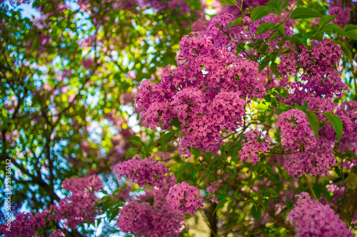 lilac flowers in the garden