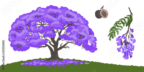 Vector hand drawn botanical illustration of Jacaranda mimosifolia. South american tree with purple flowers. Single plant growing and blooming photo
