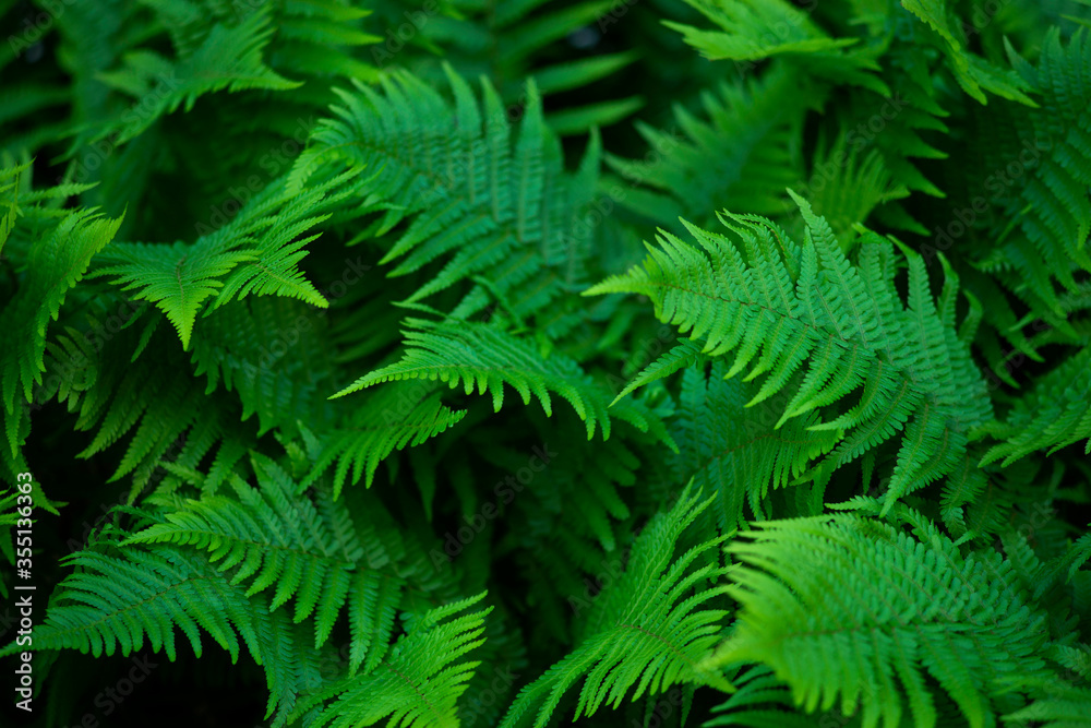 Fototapeta premium Zielone liście paproci w lesie