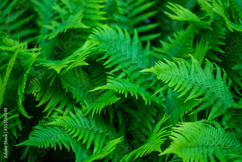 Green fern leaves in a forest