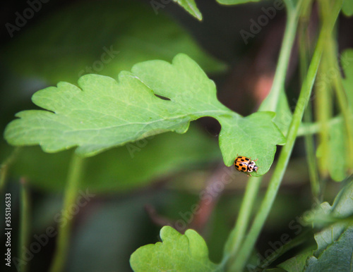ladybug on green leaf © Aline