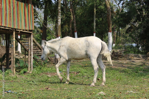 horse and foal on a farm