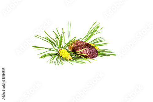 Cones with needles isolated on a white background