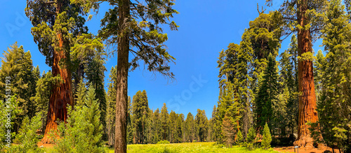 Sequoia National Park in California, USA photo