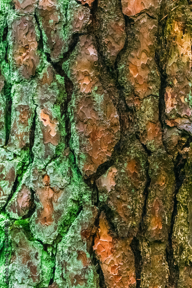 The texture of the tree bark with a piece of green moss.Wide tree trunk with a textured texture. The texture of the tree bark with a piece of green moss.Wide tree trunk with a textured texture.