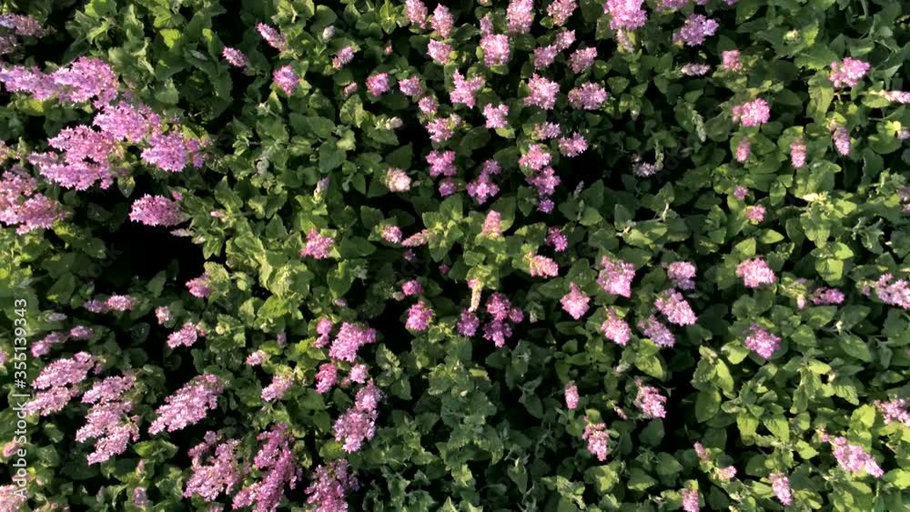 Clary Sage Blossoms Swaying In The Afternoon Breeze - top aerial shot Clary Sage Blossoms Swaying In The Afternoon Breeze - top aerial shot