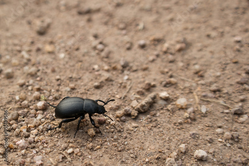 Tenebrioninae closeup on a dust  photo