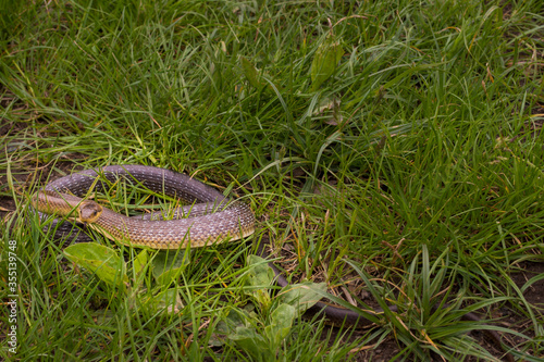 Straz nad Ohri, Karlovy Vary, Czech Republic, May 2020: The tree snake (Zamenis longissimus) is the rarest snake in the Czech Republic photo