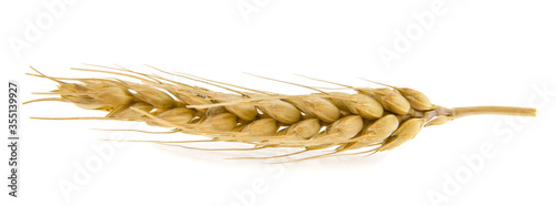 Fotografia Spikelet of wheat Isolated on a white background close-up.