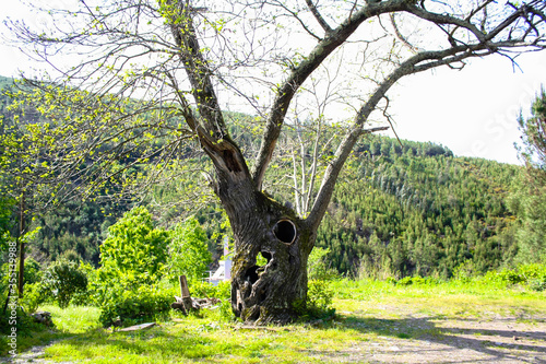 Carvalho oco - Sazes Velho - Seia - Portugal