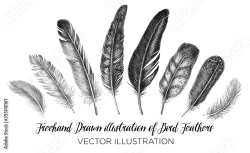 Freehand drawing quill. Tribal illustration of vector feathers. Isolated on white background in graphic style.