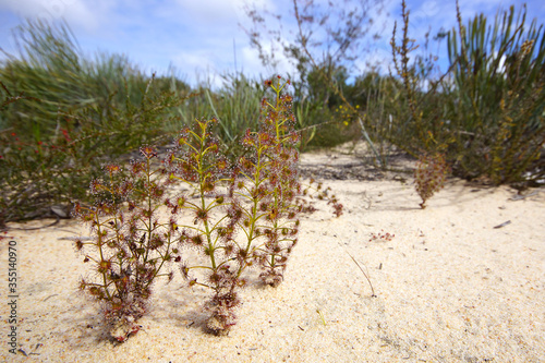 Australian wildflower: the red and green tuberous sundew Drosera stolonifera, growing in white sand in its natural habitat in Southwest Australia