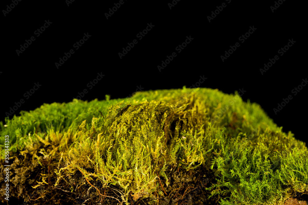 Moss isolated on a black background Moss isolated on a black background
