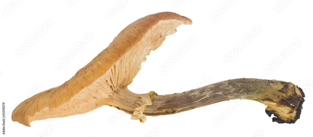 Mushroom isolated on white background. Mushroom isolated on white background.