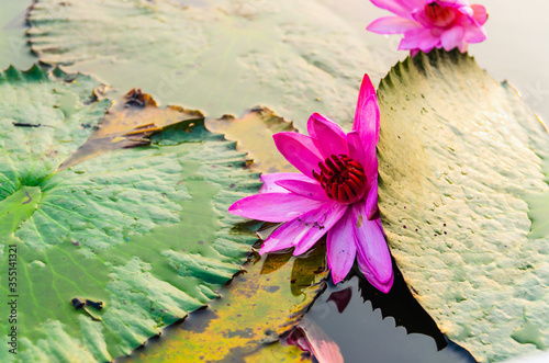 Close up shot of a lotus in water  Red Lotus Lake  Talay Bua Daeng   Kumphawapi  Udon Thani  Thailand