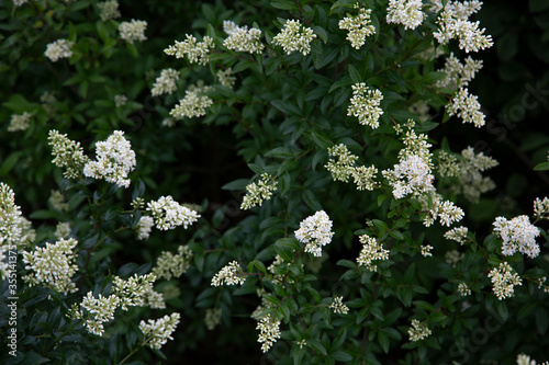 Blooming white flowers of the elderberry in the Park