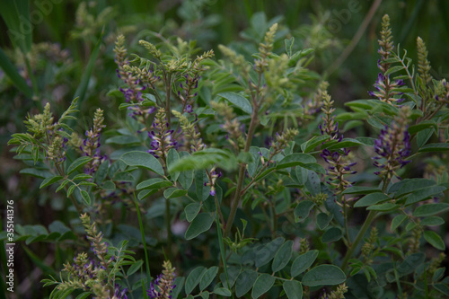 Beautiful wild flowers-licorice root
