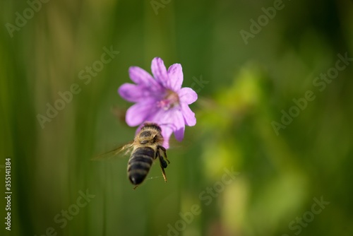 bee on a flower © venars.original