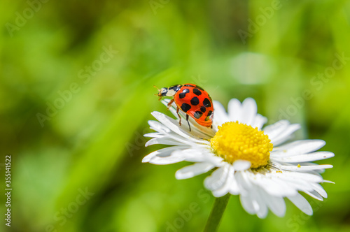 Little red ladybug on a daisy flower on green background closeup 