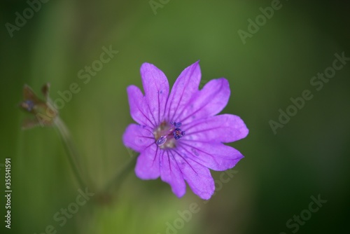 purple flower with dew drops