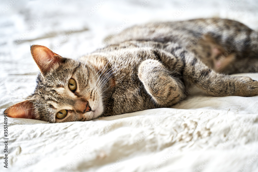 a beautiful tricolor cat lies on the bed and looks into the frame