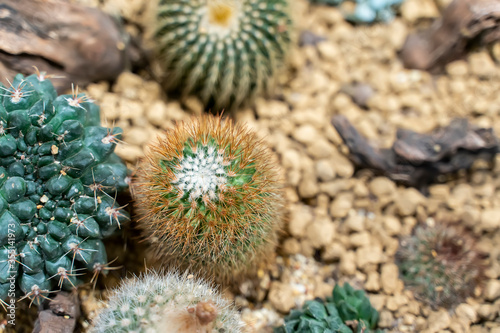 Natural background cactus close up