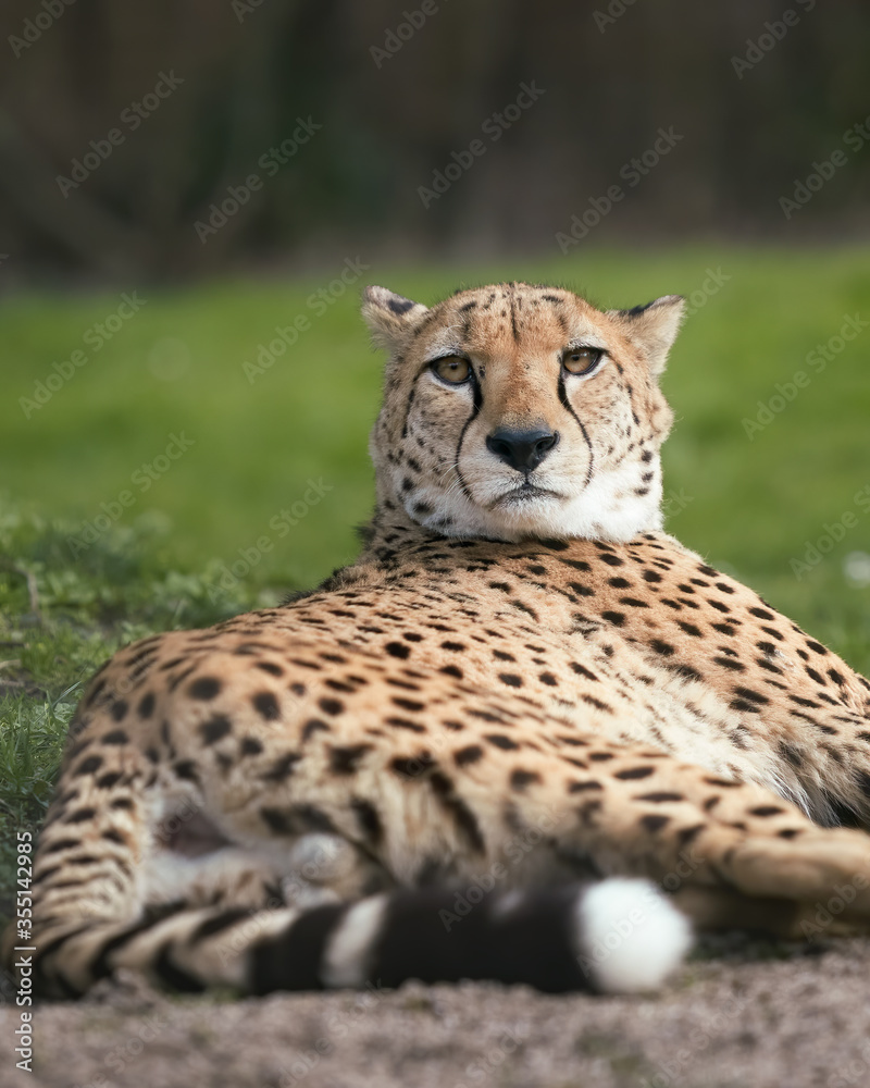 Cheeta Acinonyx Jubatus close up head shot Cheeta Acinonyx Jubatus close up head shot