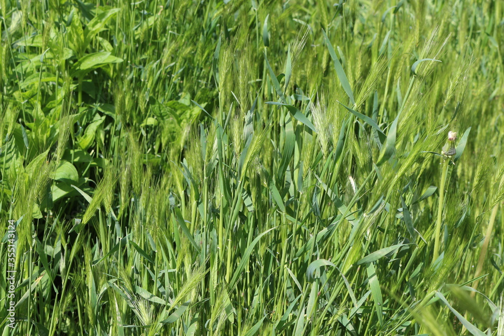 Bright green grass spikes on the spring lawn on a sunny day Bright green grass spikes on the spring lawn on a sunny day