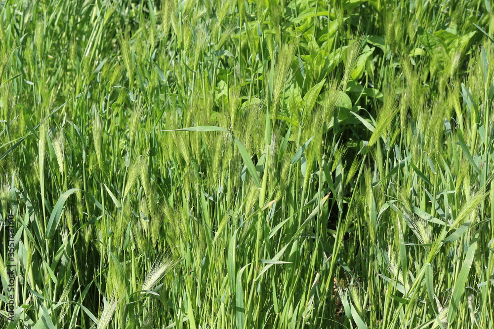Bright green grass spikes on the spring lawn on a sunny day Bright green grass spikes on the spring lawn on a sunny day