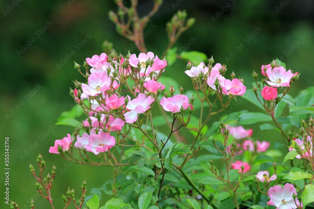Small pink roses in the Park