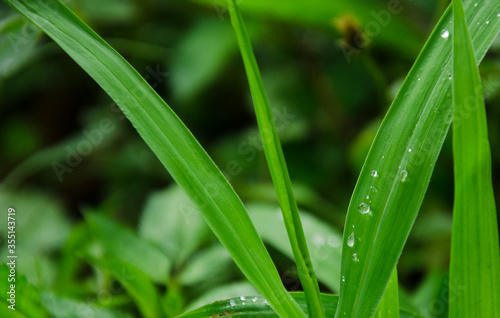 Rain and dew drops on green grass.water drops on grass.