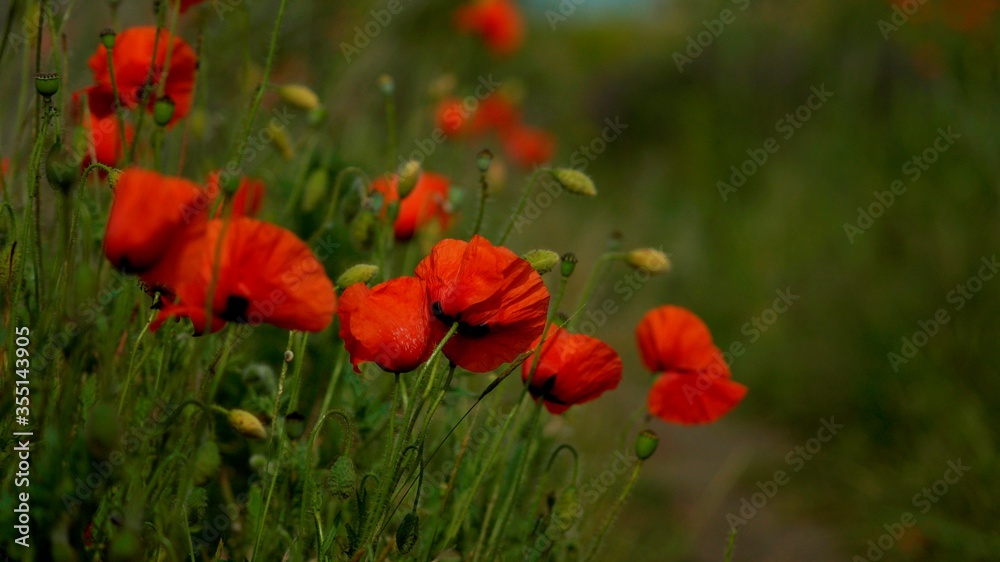 Obraz premium Summer flower