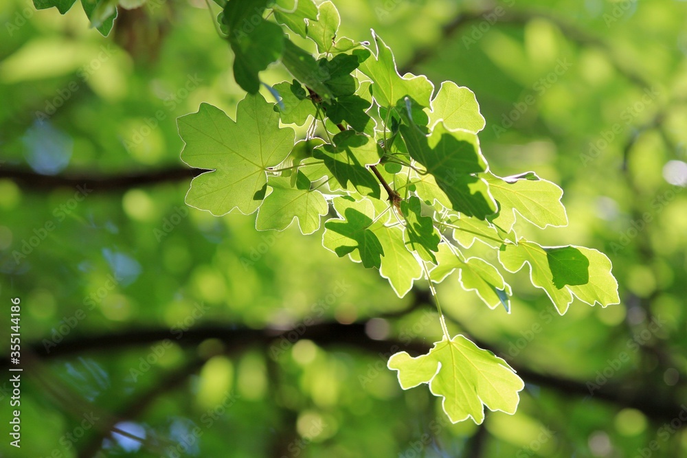 Acer campestre branch with green leaves and fruit Acer campestre branch with green leaves and fruit