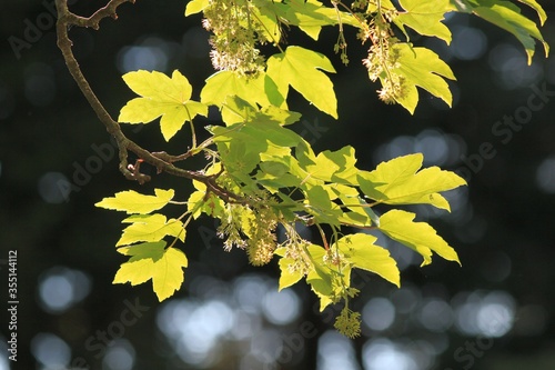 Acer campestre branch with green leaves and fruit photo