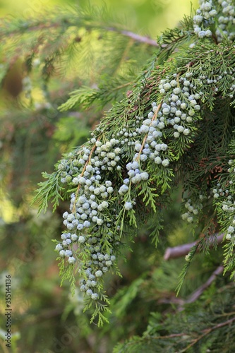 Juniperus sabina branch with fruit photo