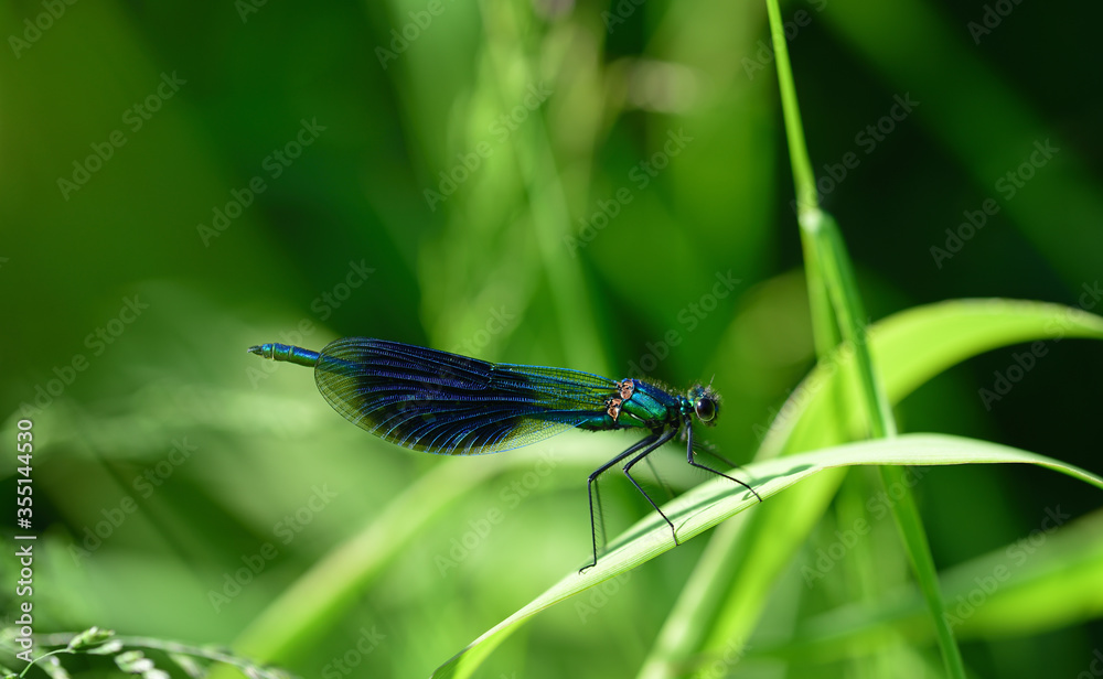 Close-up of a blue winged dragonfly sitting on a blade of grass in nature Close-up of a blue winged dragonfly sitting on a blade of grass in nature