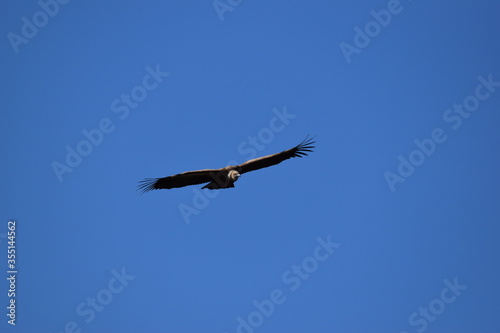 griffon vulture flying in the sky