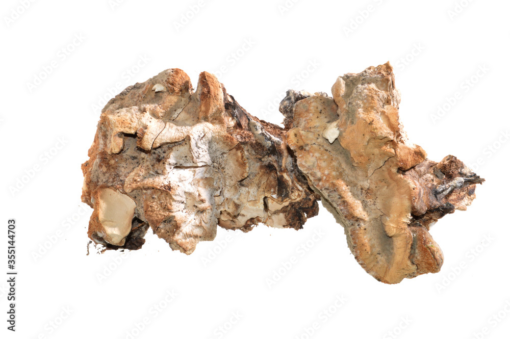 dry mushroom isolated on white background dry mushroom isolated on white background