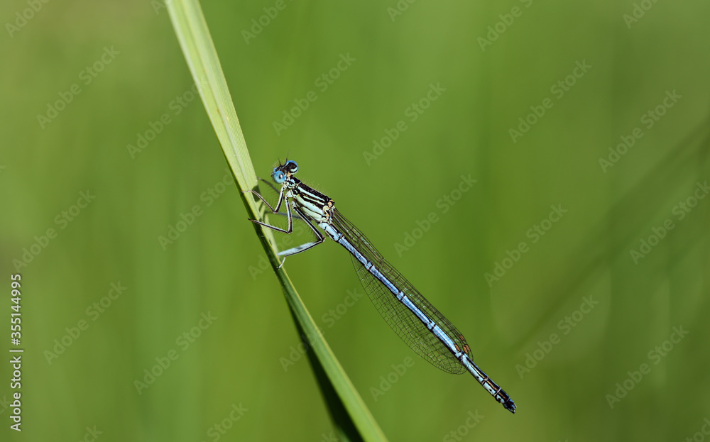 Close-up of a blue feather dragonfly sitting on a blade of grass in nature Close-up of a blue feather dragonfly sitting on a blade of grass in nature