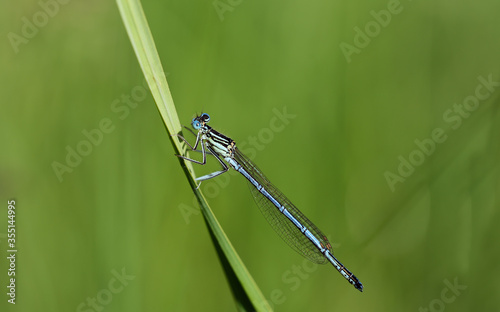 Close-up of a blue feather dragonfly sitting on a blade of grass in nature